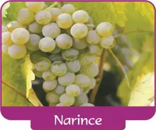 Grape Narince