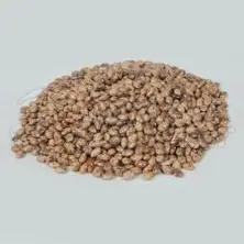 Ethiopian Origin Pinto Bean