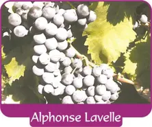 Grape Alphonse Lavelle