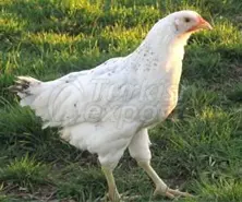 Pullet Production