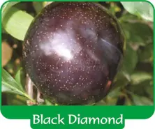 Prune Black Diamond