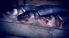 Market Size Fish