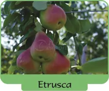 Pear Etrusca
