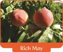 Peach Rich May