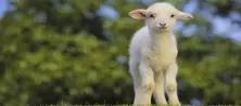 Lamb Growing Food