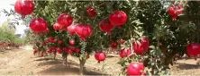 Pomegranade