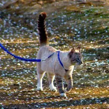 Easy Walk Cat Harness Mavi 23 - 28 Cm Маленький Cat Leash - Keewchkgtms