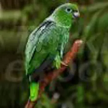 Mealy Amazon Parrot Perroquet