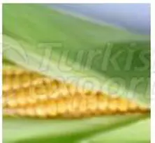 Corn oil