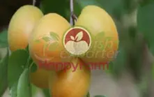 Apricot Igdir Salak