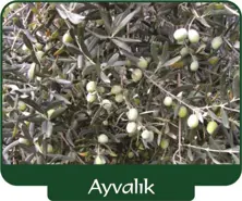 Olive Ayvalik