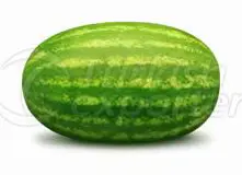 Water Melon Paladine