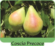 Pear Coscia Precoce