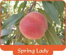 Peach Spring Lady