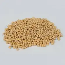 Ethiopian Origin Soya Bean