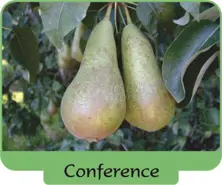 Conférence sur la poire