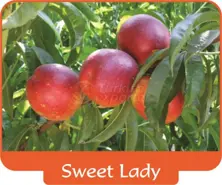 Nectarine Sweet Lady