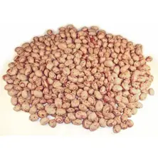 Common Bean