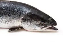 سمك السلمون البحر الأسود