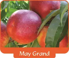 Nectarine May Grand