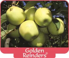 Apple Golden Reinders