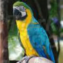 Perroquet bleu Ara jaune