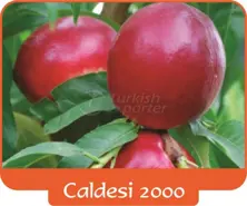 Nectarine Caldesi 2000