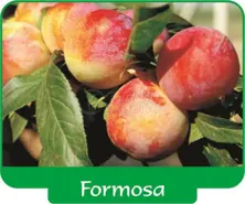 Prune Formosa