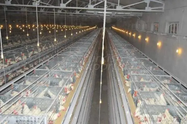 Egg Production Facilities Product