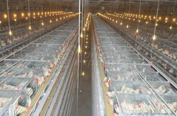 Производство яиц Product