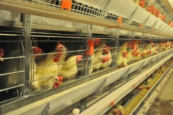 Производство яиц Product