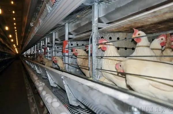 Egg Production Facilities Product