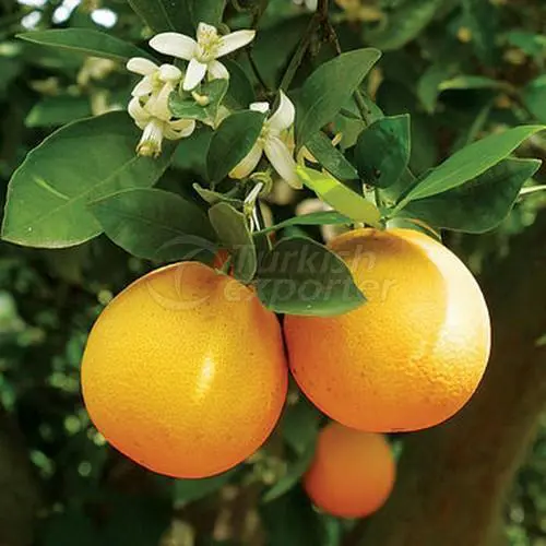 Orange Product