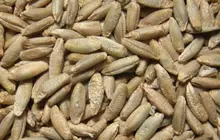 الذرة Product