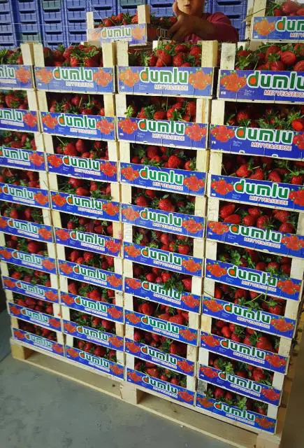 فراولة Product