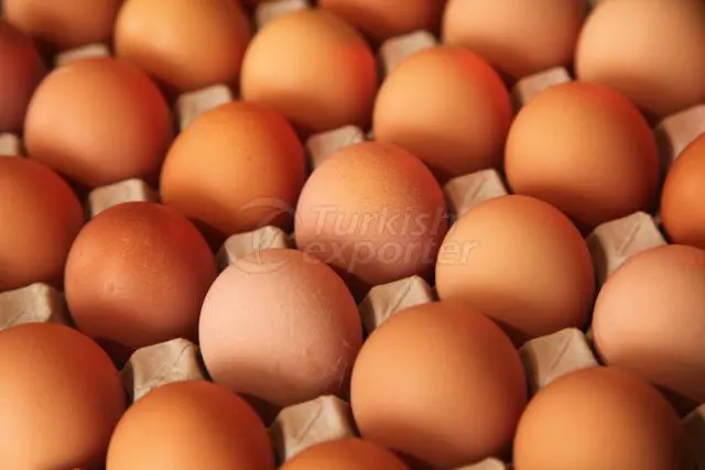 Shell Eggs Product
