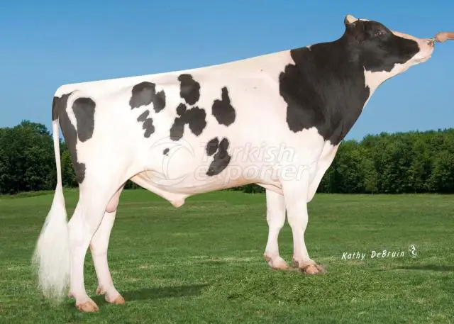 Holstein Red Factor Breed Semen Product